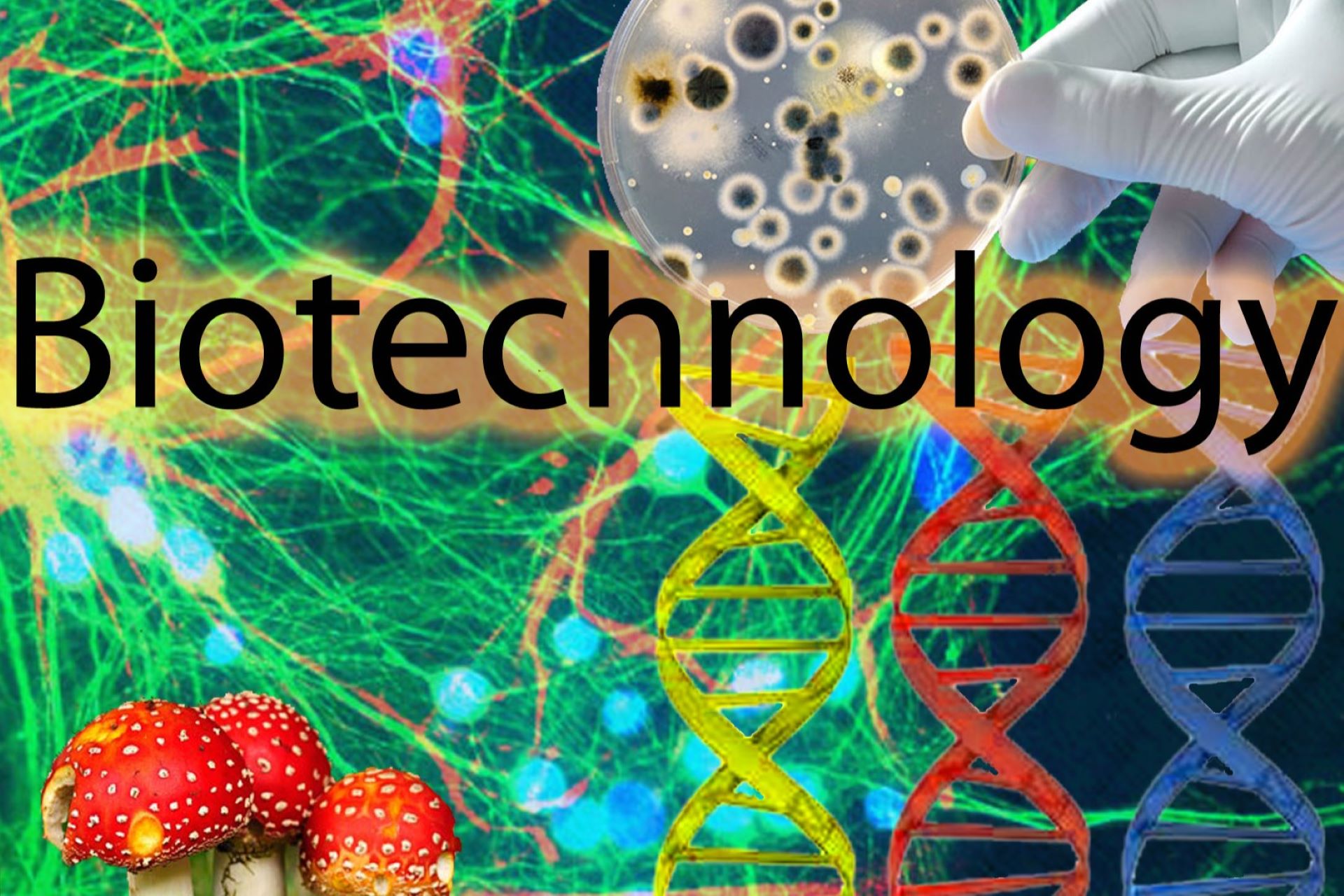 Biotechnology: Innovations in Personalized Medicine